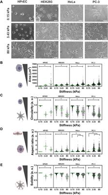 Differential modulation of cell morphology, migration, and Neuropilin-1 expression in cancer and non-cancer cell lines by substrate stiffness